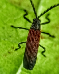 Lycinae
