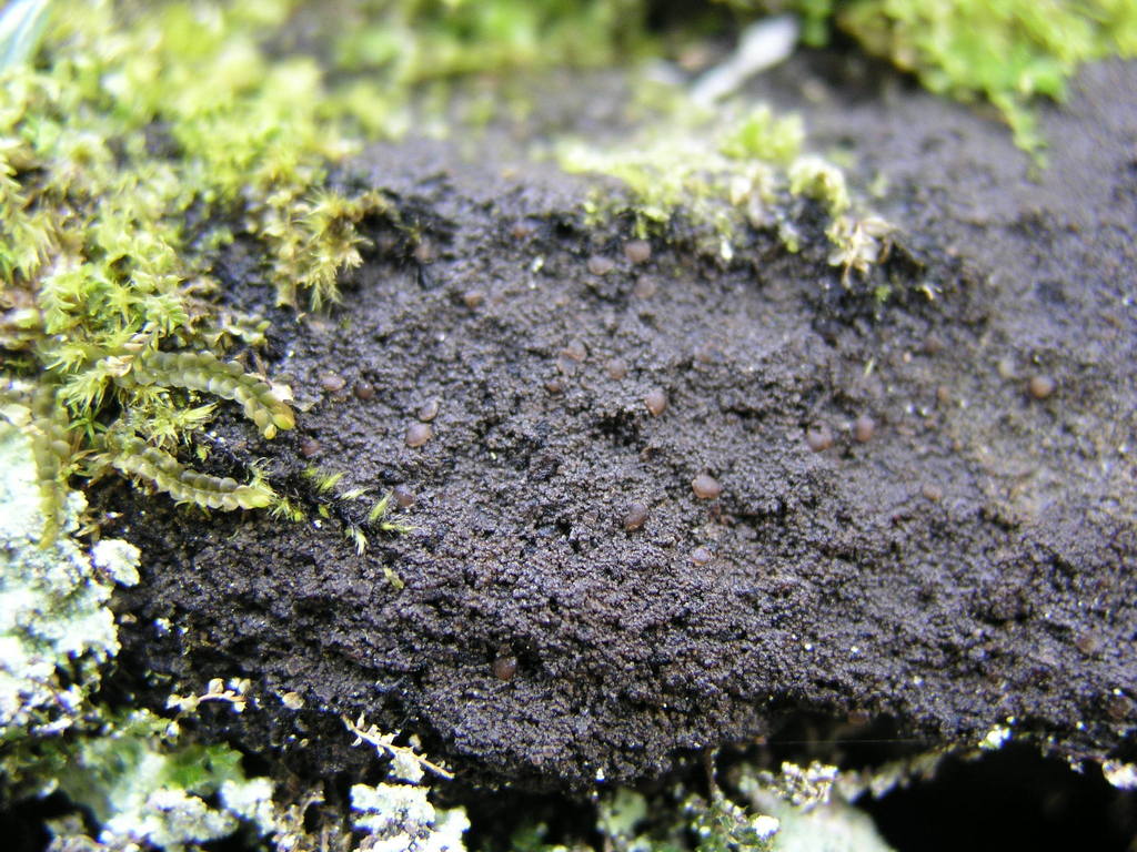 Vahliellaceae