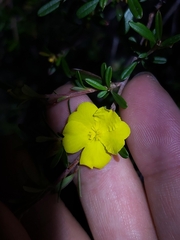 Hibbertia