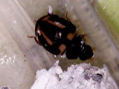 Hyperaspis trifurcata