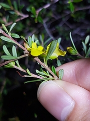 Hibbertia