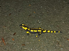 Salamandra salamandra