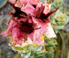 Saltera sarcocolla