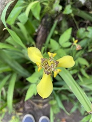 Trimezia steyermarkii