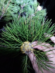 Isopogon anethifolius