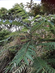 Zanthoxylum ailanthoides