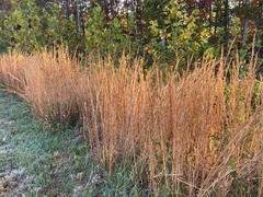 Andropogon ternarius