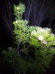 Isopogon anethifolius
