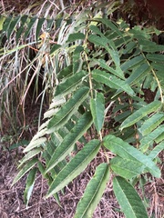 Zanthoxylum ailanthoides