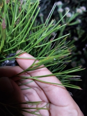 Isopogon anethifolius