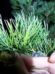 Isopogon anethifolius