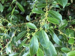 Glochidion rubrum
