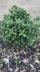 Osmanthus heterophyllus