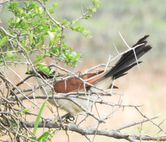 Centropus superciliosus burchellii