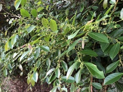 Glochidion rubrum
