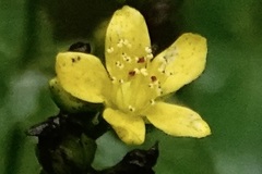 Hypericum punctatum