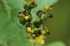 Hypericum punctatum