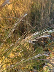 Andropogon ternarius