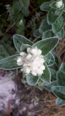 Helichrysum fruticans