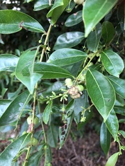 Glochidion rubrum
