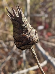 Rabdophaga strobiloides