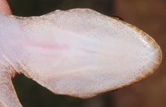 Afroedura