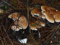 Leucopaxillus gentianeus