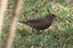 Lagonosticta senegala