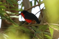 Laniarius erythrogaster