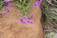Verbena rigida