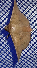 Thyrididae