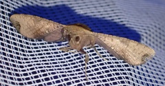 Thyrididae