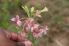 Pelargonium luridum