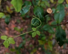 Boquila trifoliolata