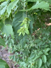 Carpinus