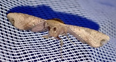 Thyrididae