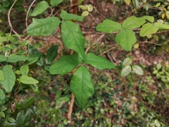 Boquila trifoliolata