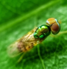 Microchrysa