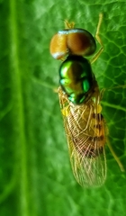 Microchrysa