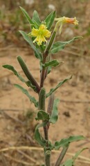 Oenothera stricta