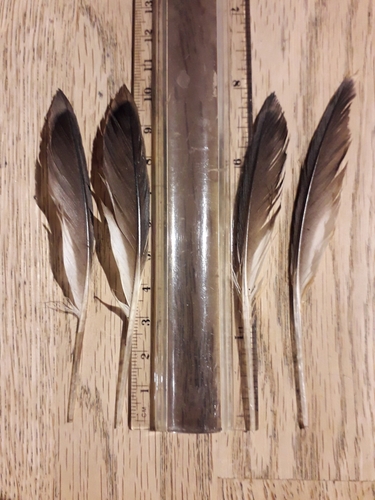 Plume de Guillemot à miroir