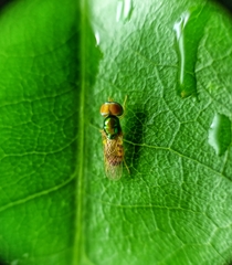 Microchrysa
