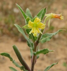 Oenothera stricta