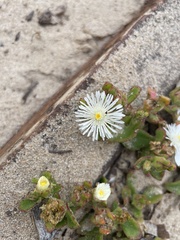 Mesembryanthemum aitonis