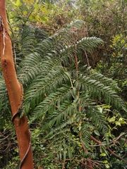 Lophosoria quadripinnata