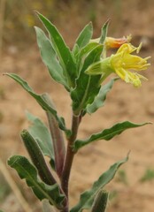 Oenothera stricta