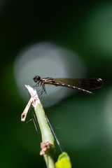 Heliocypha perforata