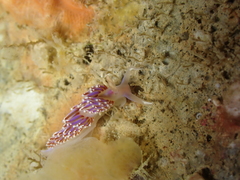 Facelina auriculata