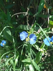Commelina erecta