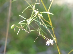 Pediomelum linearifolium